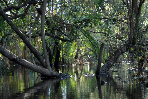 High water of the seasonal flood of the Okavango