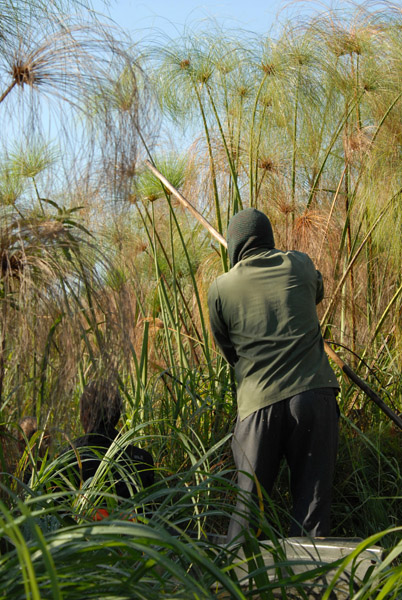 Mokoro through the papyrus, Okavango Delta