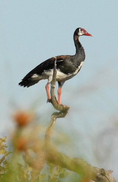Spur-winged Goose (Plectropterus gambensis) roosting - I had never seen a goose in a tree before...