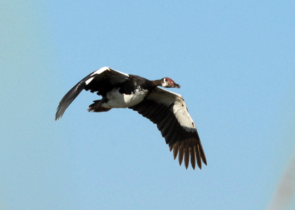 Spur-winged Goose (Plectropterus gambensis) in flight over the Okavango Delta