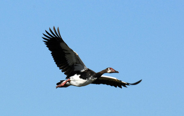 Spur-winged Goose (Plectropterus gambensis) in flight over the Okavango Delta