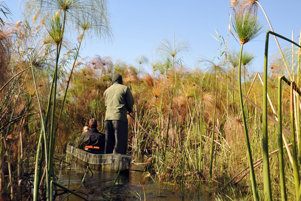 Okavango Delta by mokoro through the papyrus swamp