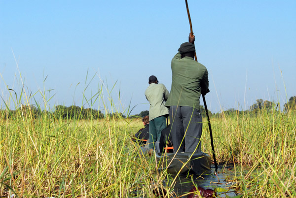 To see the Okavango's wildlife, you need to spend the money and go to the Moremi Game Reserve in the south