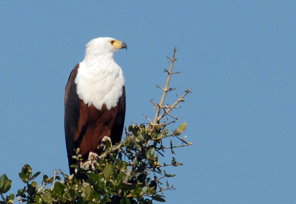 African Fish Eagle perched over the Okavango Delta