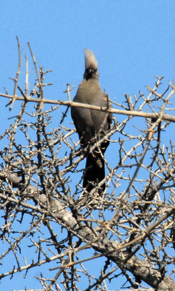 Grey Lourie (Corythaixoides concolor), also known as Go-away-bird