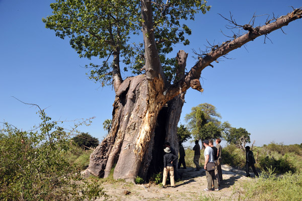 An ancient baobab that just refuses to die, Northern Okavango Delta