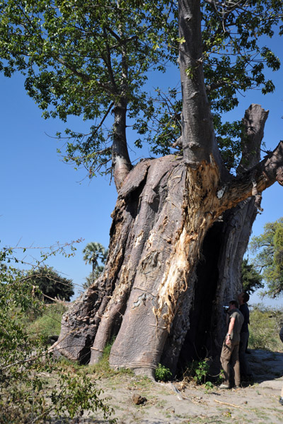 Baobab with a hollowed out trunk