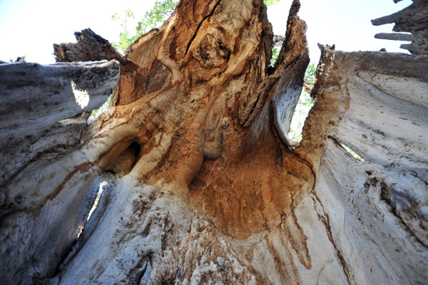 Inside the still-living baobab tree