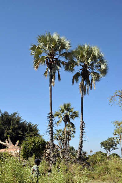 Two palms, Okavango Delta