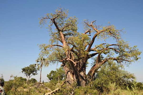 Baobab tree, Northern Okavango Delta