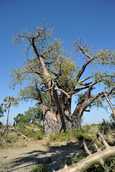 Baobab tree, Northern Okavango Delta