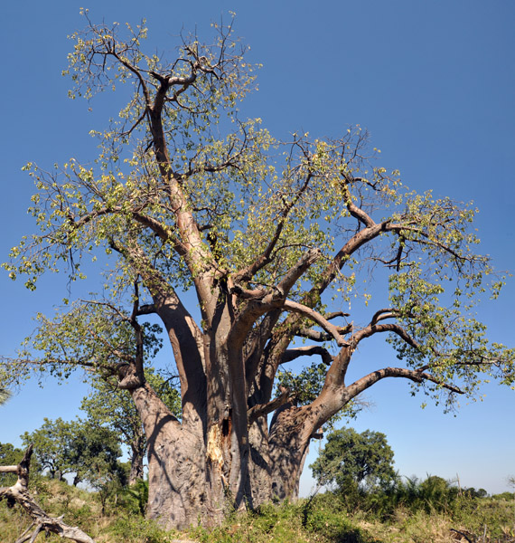 Baobab tree, Northern Okavango Delta