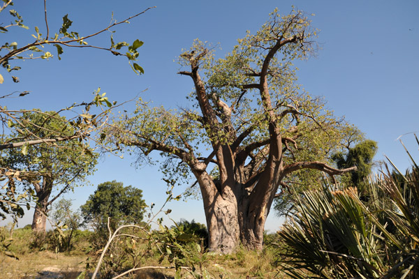Baobab tree, Northern Okavango Delta