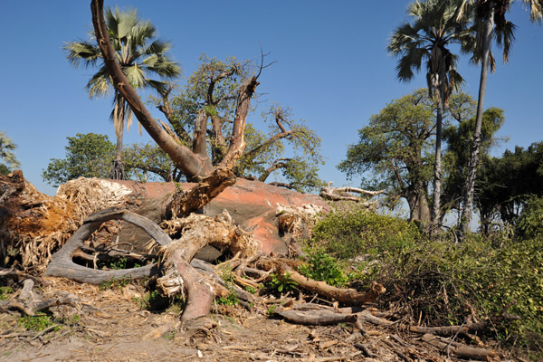 A fallen baobab tree