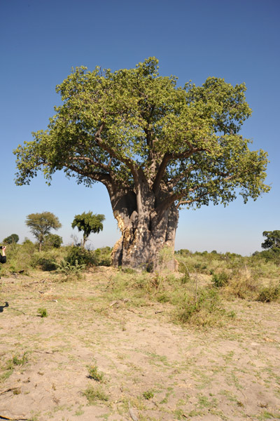 Baobab tree, Northern Okavango Delta