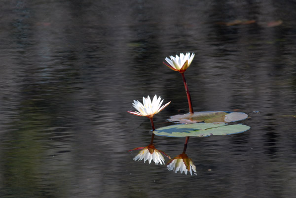 Lillies, Okavango Delta