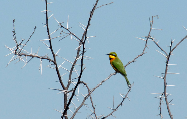 Little Bee-eater (Merops pusillus), Botswana