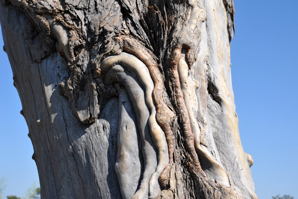 Another hardy tree that refuese to die, Okavango Delta