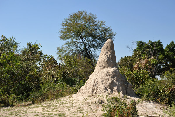 Termite mound, Okvango Delta
