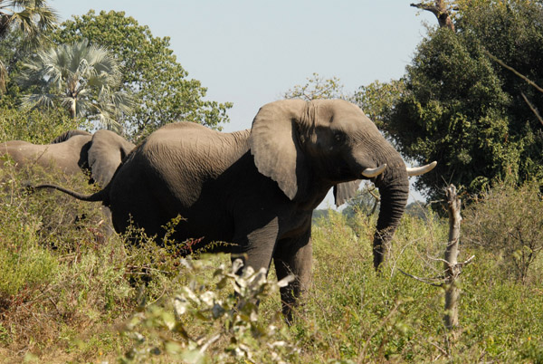 Elephants, Northern Okavango Delta, Botswana