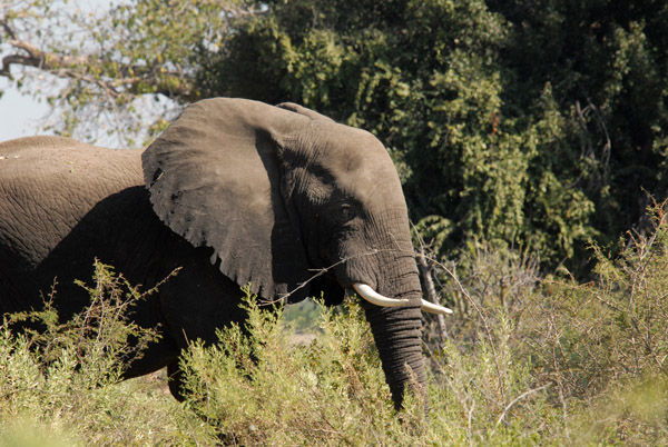 Elephant, Northern Okavango Delta