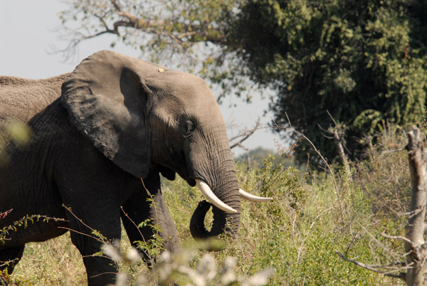 Elephant, Northern Okavango Delta