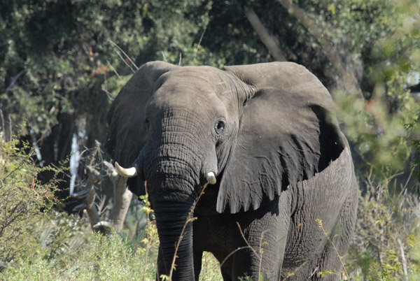 Elephant, Northern Okavango Delta