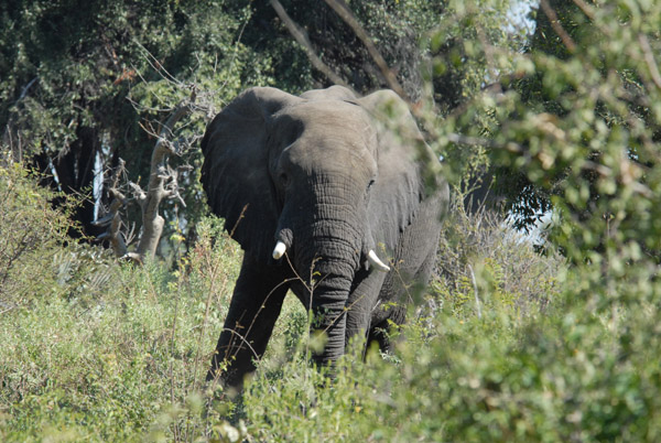 Elephant, Northern Okavango Delta