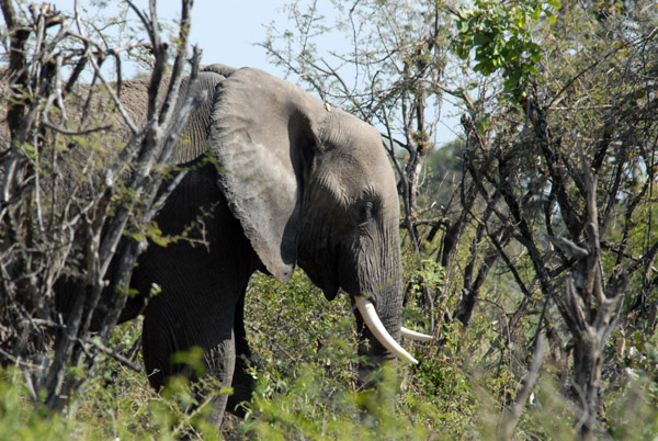 Elephant, Northern Okavango Delta