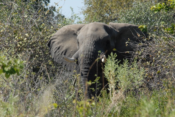 Elephant, Northern Okavango Delta