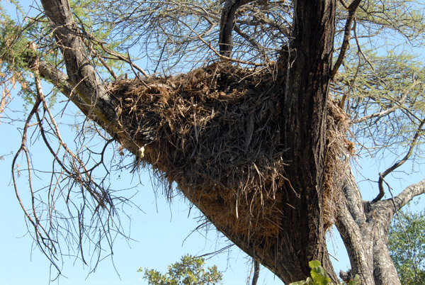 Large nest, perhaps Hamerkop, Okavango Delta