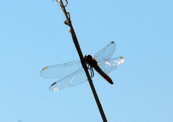 Dragonfly, Okavango Delta