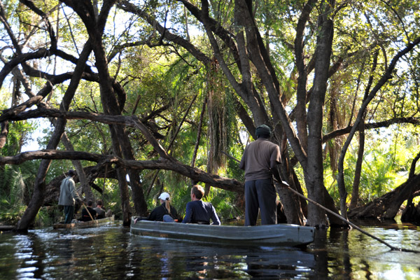 Mokoros among the shade of the big trees, Northern Okavango Delta