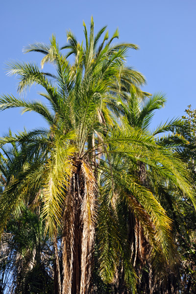 Palm, Okavango Delta