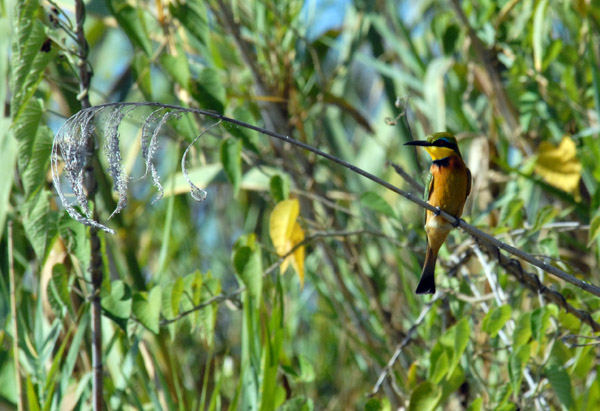 Little Bee-eater (Merops pusillus), Botswana