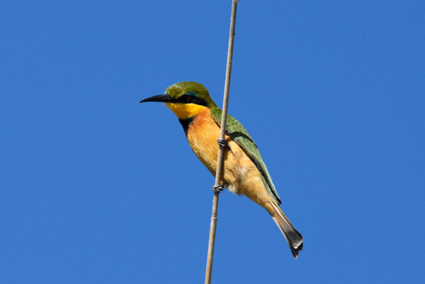 Little Bee-eater (Merops pusillus), Botswana