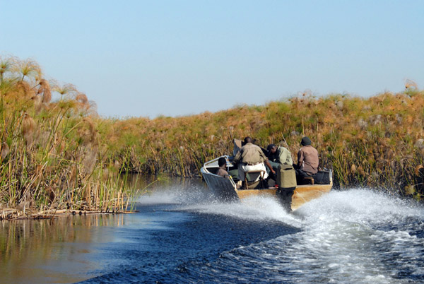 Speeding through the papyrus swamps of the Northern Okavango Delta