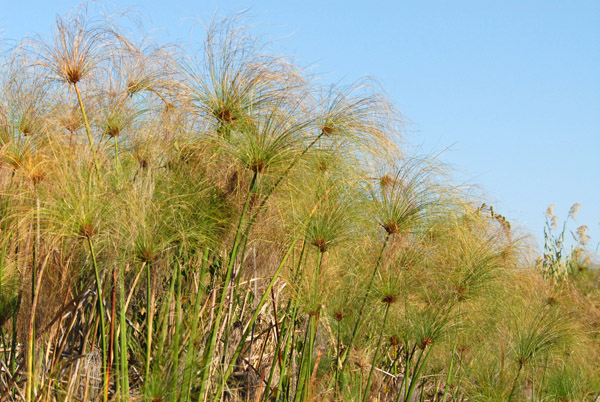 Papyrus Swamps, Okavango Delta
