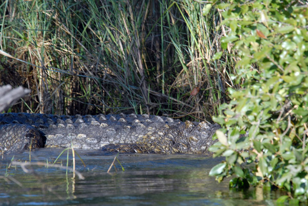 Big crocodile near Seronga