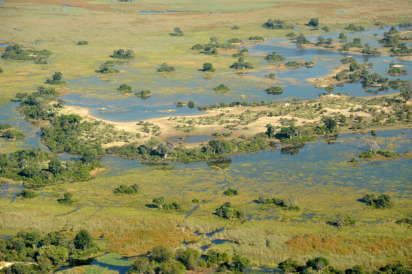 Sandy island surrounded by papyrus swamps, Northern Okavango Delta