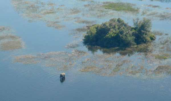 Elephant standing in the flood waters of the Okavango Delta near a small island