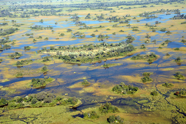 Hippo and elephant paths through the papyrus swamps of the Okavango Delta, Botswana
