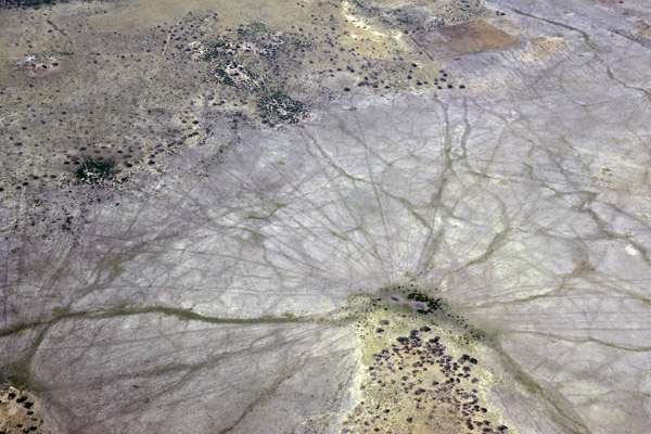 Animal tracks leading to a waterhole in the northern Kalahari, Botswana