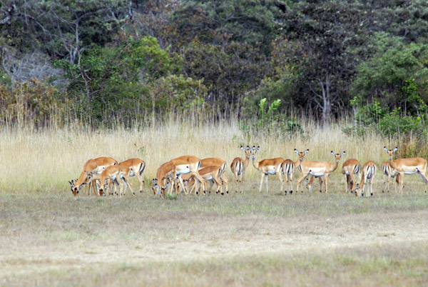 We'll have to do something about that...a herd of impala on the runway at McBride's (Hippo Camp)