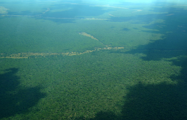 Thick forests of Haute-Katanga Province, southeastern D.R. Congo