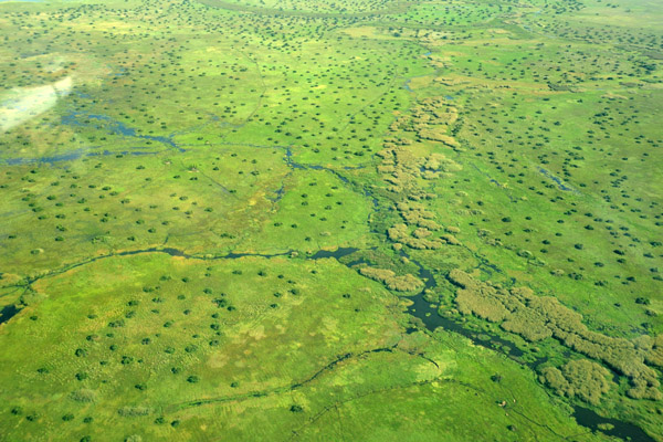 Bangweulu Swamps