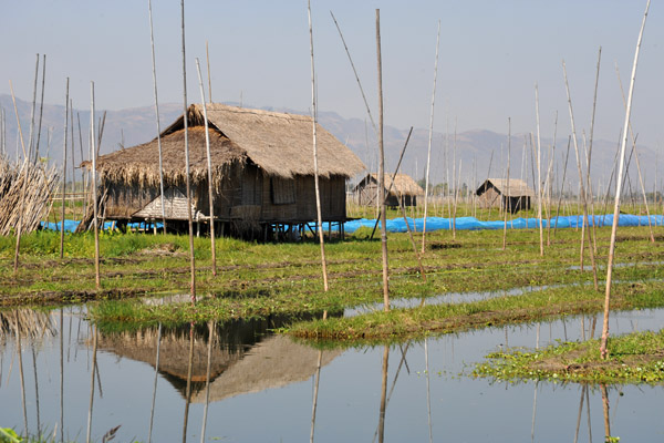 Floating Garden, Inle Lake