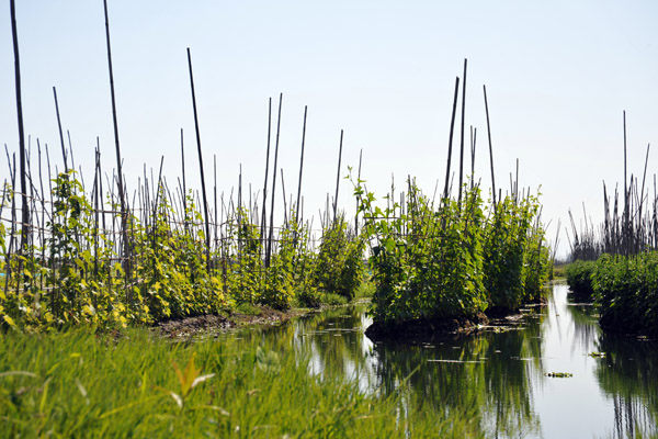 Floating Garden, Inle Lake