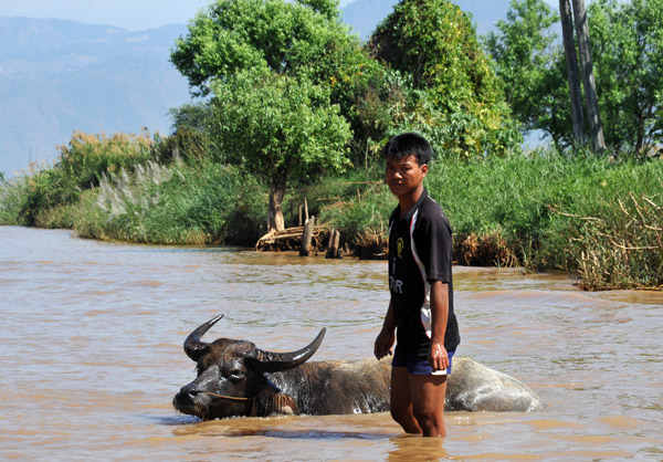 Boy with water buffalo, Inle Lake