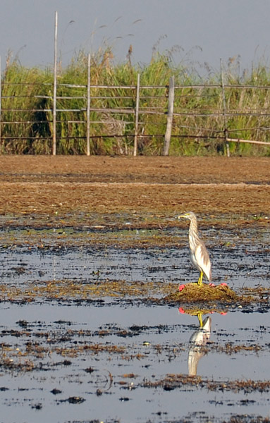 Chinese Pond Heron (Ardeola bacchus)